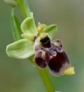 Ophrys conradiae